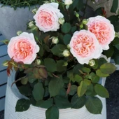 Tüplü Koleksiyonluk Hyrid Tea Katmerli Marchenzauber Yediveren Gül Fidanı thumbnail 2