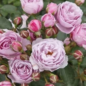 Tüplü Koleksiyonluk Hyrid Tea Nautica Yediveren Gül Fidanı thumbnail 2