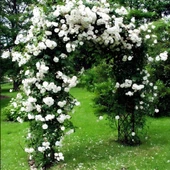 Tüplü Kokulu Yediveren Bride Crown Beyaz Renk Sarmaşık Gül Fidanı(120-200 CM) thumbnail 1