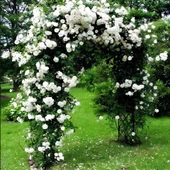 Tüplü Kokulu Yediveren Bride Crown Beyaz Renk Sarmaşık Gül Fidanı Soğuklara Dayanıklı thumbnail 1