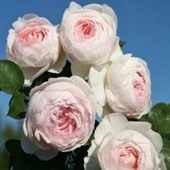 Tüplü Koleksiyonluk Yediveren Yoğun Kokulu Herzogin Christia Gül Fidanı thumbnail 2