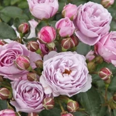 Tüplü Koleksiyonluk Hyrid Tea Nautica Yediveren Gül Fidanı - 2