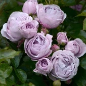 Tüplü Koleksiyonluk Hyrid Tea Nautica Yediveren Gül Fidanı - 1