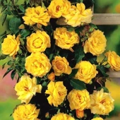 Tüplü Yediveren Sarı Sarmaşık Gül Fidanı - 1