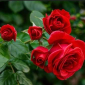 Tüplü Aşılı Yediveren Kokulu Afife Kırmızı Sarmaşık Gül Fidanı - 1