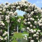 Tüplü Yediveren Kokulu White Quen Sarmaşık Gül Fidanı - 1
