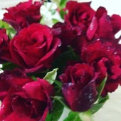 Tüplü Dikensiz Kokulu Kırmızı Red Love Gül Fidanı - 1