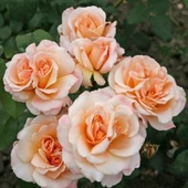 TÜplü Yediveren Oh Happy Day Kokulu Gül Fidanı - 1