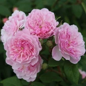 Tüplü Koleksiyonluk Parfüm Kokulu Romantic Siluetta Yediveren Sarmaşık Gül Fidanı - 1