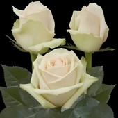 Tüplü Alman Laperla Yediveren Kokulu Gül Fidanı - 1