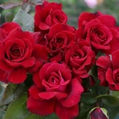 Tüplü Yediveren Kordes Bellevue Yoğun Kokulu Gül Fidanı - 2