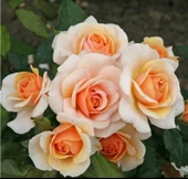 Tüplü Kordes Rosen Kokulu Sweet Honey Gül Fidanı thumbnail 2