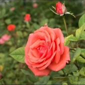 Tüplü  Koleksiyonluk Yediveren Harmonie Yoğun Kokulu Gül Fidanı - 1