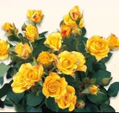 Tüplü Kordes Rosen Yediveren Yellow Taifun Gül Fidanı - 1
