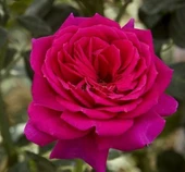 Tüplü İri Goncalı Yoğun Kokulu Yediveren Selin Gül Fidanı - 1