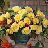 Tüplü Sunny Fc Yediveren Goncalı Masal Gülü Fidanı - 1