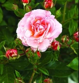 Tüplü Özel Lady Diana Yediveren Kokulu Gül Fidanı - 1