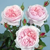 Tüplü Katmerli Kordes Rosen Sweet Antike Yediveren Gül Fidanı - 1