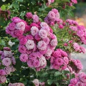 Tüplü Ramira Yediveren Çok Goncalı Masal Gülü Fidanı - 1