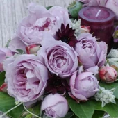 Tüplü Kordes Kokulu Yediveren Lavanta Mor Novalis Gülü Fidanı - 1