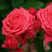 Tüplü Goncalı Yediveren Florence Gül Fidanı - 1