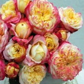 Tüplü Soğuklara Dayanıklı Yediveren Kordes Jubile Yoğun Kokulu Gül Fidanı - 1