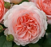 Tüplü Koleksiyonluk Cremosa Katmerli Yediveren Gül Fidanı - 1