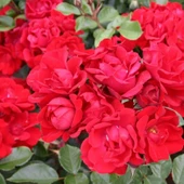 Tüplü Çok Goncalı Andalusienn Yediveren Gül Fidanı - 1