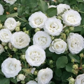 Tüplü Soğuklara Dayanıklı Schneeküsschen Mannheim Yediveren Gül Fidanı - 1