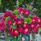 Tüplü Nadir Çift Renk Weg Der Sinne Persica Yediveren Gül Fidan - 1