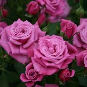 Tüplü Koleksiyonluk Jacaranda Yediveren Gül Fidanı - 1