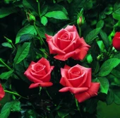 Tüplü Kordes Lady Rose Kokulu Gül Fidanı - 1