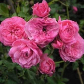 Tüplü Katmerli Kordes Rosen Tina Yediveren Soğuklara Dayanıklı Gül Fidanı - 1