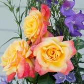 Tüplü Kordes Yediveren Speelwark Yoğun Parfüm Kokulu Gül Fidanı - 1