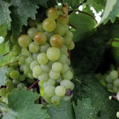 Tüplü Soğuklara Dayanıklı Erkenci İnce Kabuk Sulu  Safranbolu Çavuşu Üzüm Fidanı thumbnail 4