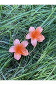2'li Küçük Boy Lotus Çiçeği Mandal Toka 4.5 Cm - 2