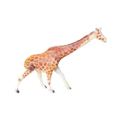 Vahşi Hayvanlar Serisi - E033-Zürafa thumbnail 4