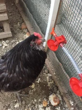 Biltek Otomatik Tavuk Suluk - 1