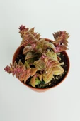Benek piramit yaprak nadir tür sukulent kırmızı Crassula Exilis Picturata küçük beyaz çiçek verir - 4