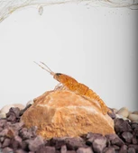 BEZLİ KARİDES 55 BAL KOYU 30P - 1