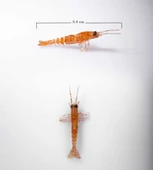 BEZLİ KARİDES 55 BAL KOYU 30P - 2