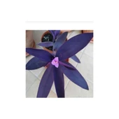 Telgraf Çiçeği Fidanı Tradescantia Purple Passion 10-20 cm - 3