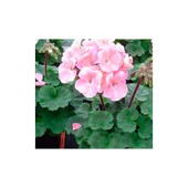 Pudra Pembe Sardunya Çiçeği Fidesi 10-20 cm - 1