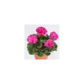 Fuşya Renk Sardunya Çiçeği Fidesi Fidanı 10-20 cm - 1