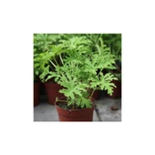 Itır Fidanı Fidesi Gül Kokulu 10-20 cm thumbnail 1