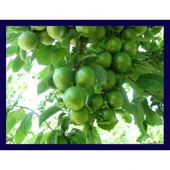 Aşılı Can Erik Fidanı Açık Kök 50-100 cm - 2