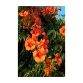 Acem Borusu Sarmaşık Turuncu Borazan Çiçeği Fidanı Tüplü 50-80 cm thumbnail 2