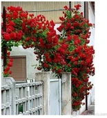 Kırmızı Sarmaşık Gül Fidanı 15-25 Cm thumbnail 2