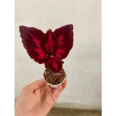 Kırmızı Bordo Renk Yaprak Güzeli Çiçeği Fidanı 1 Adet thumbnail 2