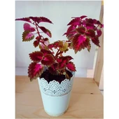 Coleus Yaprak Güzeli Bitkisi Kolyos 10-20 cm thumbnail 1